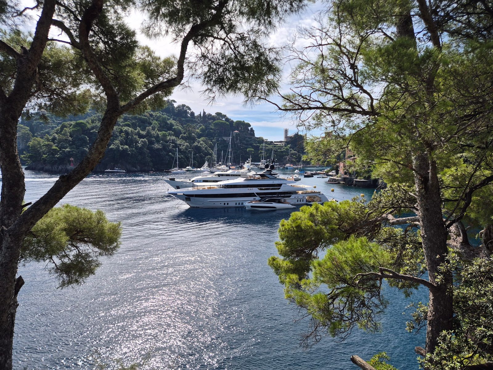 A view through pine trees of a large white superyacht and smaller boats moored in a tree-lined coastal bay.